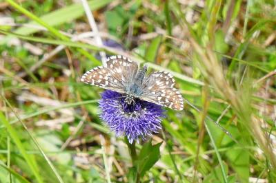 <i>Pyrgus malvae</i>