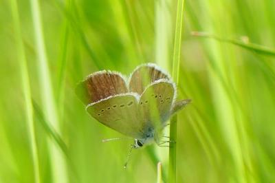 <i>Cupido minimus</i>