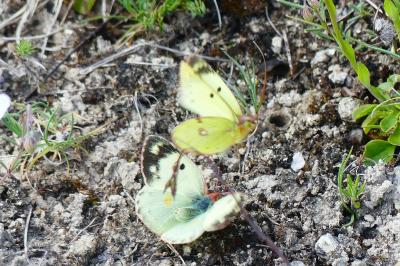 <i>Colias alfacariensis</i>