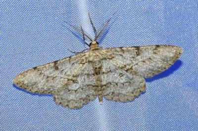 <i>Hypomecis punctinalis</i>