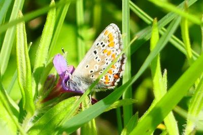 <i>Aricia agestis</i>