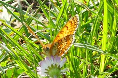 <i>Melitaea cinxia</i>