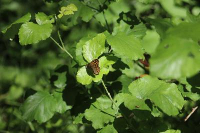 <i>Pararge aegeria</i>