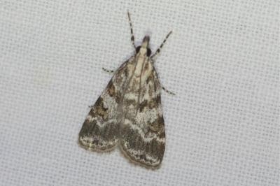 <i>Scoparia pyralella</i>