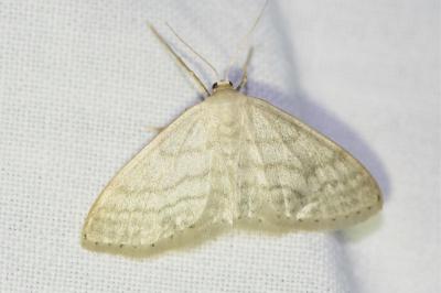 <i>Idaea subsericeata</i>
