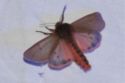 <i>Phragmatobia fuliginosa</i>