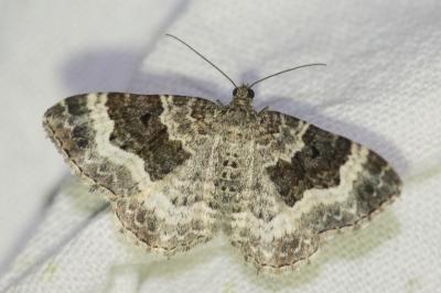 <i>Epirrhoe alternata</i>