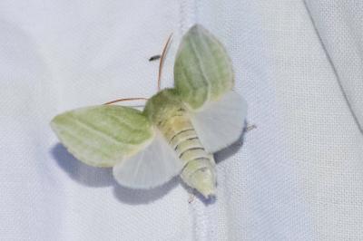 <i>Pseudoips prasinanus</i>
