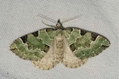 <i>Colostygia pectinataria</i>