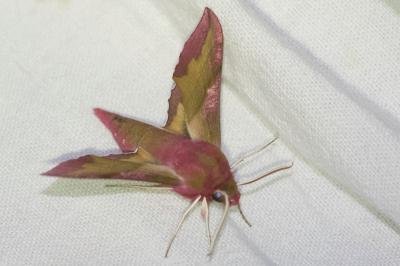 <i>Deilephila porcellus</i>
