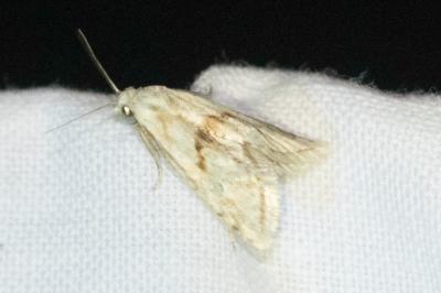 <i>Cochylimorpha</i>