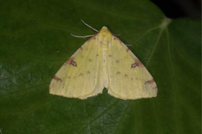 <i>Opisthograptis luteolata</i>
