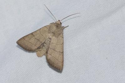 <i>Charanyca trigrammica</i>