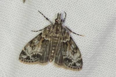 <i>Eudonia lacustrata</i>