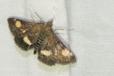 <i>Pyrausta aurata</i>