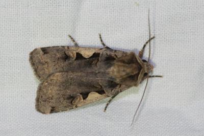 <i>Xestia c-nigrum</i>