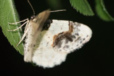 <i>Ligdia adustata</i>