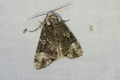 <i>Craniophora ligustri</i>