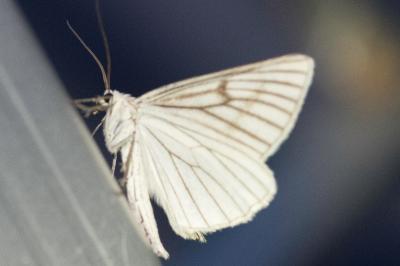 <i>Siona lineata</i>