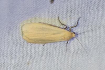 <i>Wittia sororcula</i>