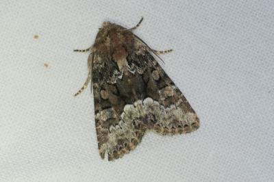 <i>Oligia</i>