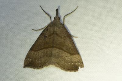 <i>Hypena proboscidalis</i>
