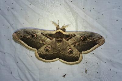 <i>Saturnia pyri</i>