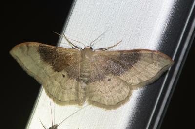 Idaea degeneraria