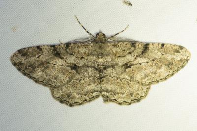 <i>Peribatodes rhomboidaria</i>