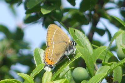 <i>Satyrium pruni</i>