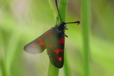 <i>Zygaena trifolii</i>