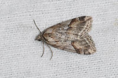 <i>Chesias rufata</i>