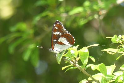 <i>Limenitis reducta</i>