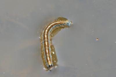 <i>Malacosoma neustria</i>
