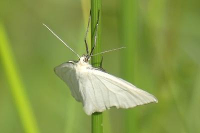 <i>Siona lineata</i>