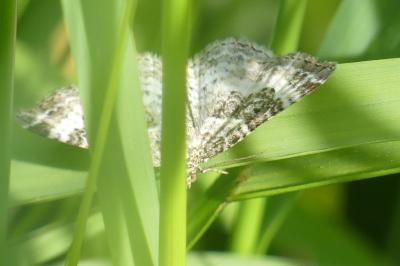 <i>Epirrhoe rivata</i>