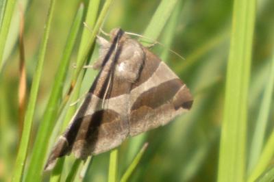 <i>Dysgonia algira</i>