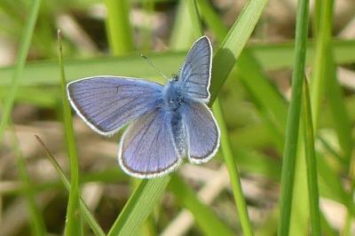 <i>Polyommatus icarus</i>