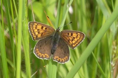 <i>Lycaena tityrus</i>