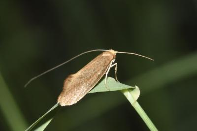 <i>Nematopogon swammerdamella</i>
