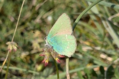 <i>Callophrys rubi</i>