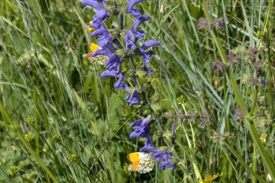 <i>Anthocharis cardamines</i>