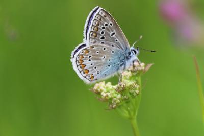 <i>Polyommatus icarus</i>