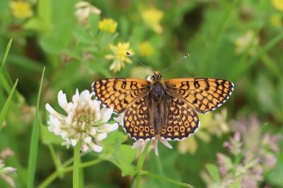 <i>Melitaea cinxia</i>