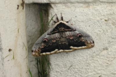 <i>Saturnia pyri</i>