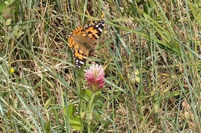 <i>Vanessa cardui</i>