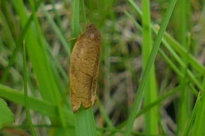 <i>Cacoecimorpha pronubana</i>