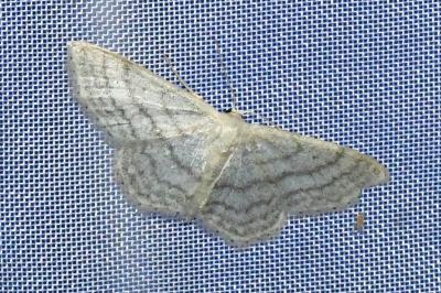 <i>Idaea subsericeata</i>