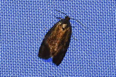 <i>Ptycholoma lecheana</i>