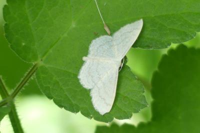 <i>Idaea macilentaria</i>